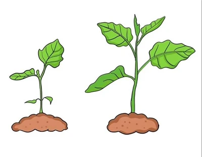 Temperature and humidity control in vegetable greenhouses